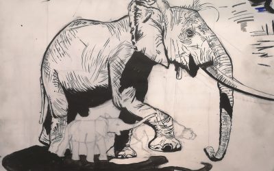 Stage de dessin animalier au Muséum National d’Histoire Naturelle