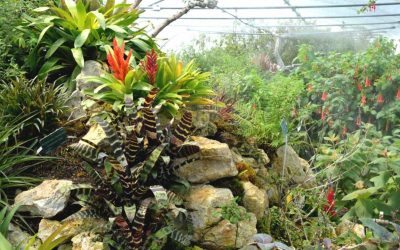 Serres tropicales de l’arboretum de Versailles – Chèvreloup