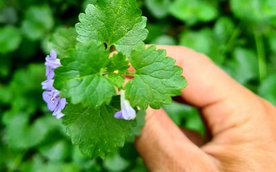 Balade plantes sauvages & dégustation au Bois de Vincennes