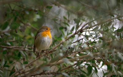 Le Printemps des cimetières, entre nature et culture