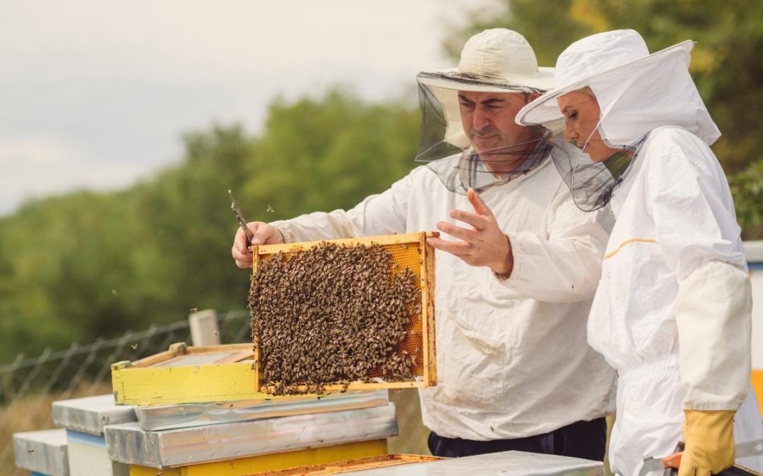 Découverte de l’apiculture et des abeilles à Suresnes