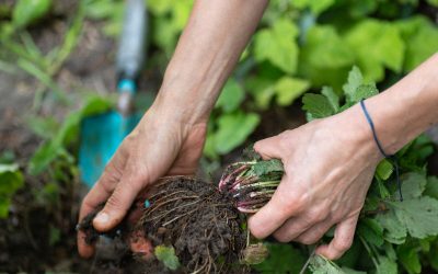 Les plantes sauvages de la Coulée verte