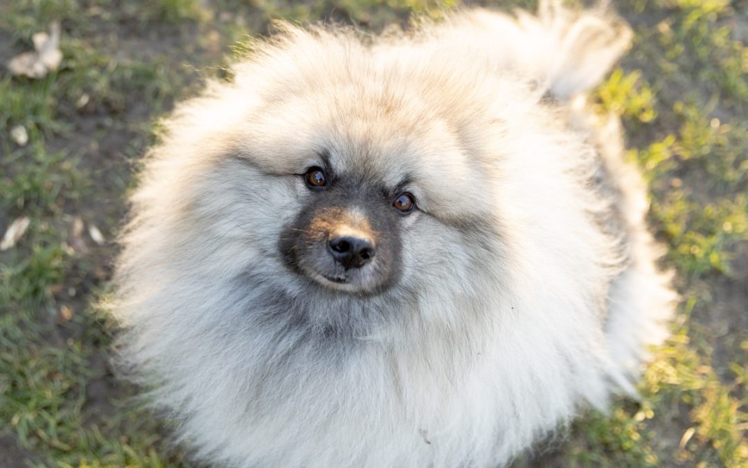 Un espace de liberté pour les chiens au parc Monceau
