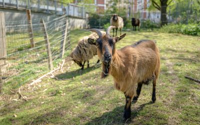 Soigneur d’un jour à la ferme pédagogique René Binet (18e)