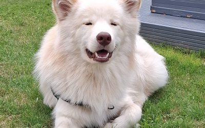 Des histoires de wouf : médiation animale à la bibliothèque !