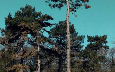 Spectacle : Sous le silence