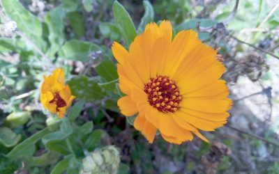 Une plante et ses usages : Le calendula et ses fleurs