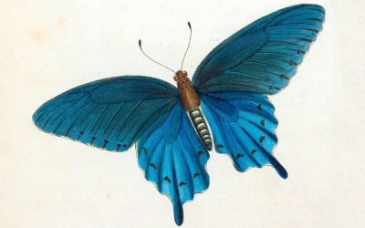 L&rsquo;Heure musicale : araignées & insectes