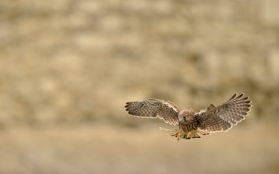 Exposition photo de Frédéric Combeau – « Focus sur la biodiversité parisienne »