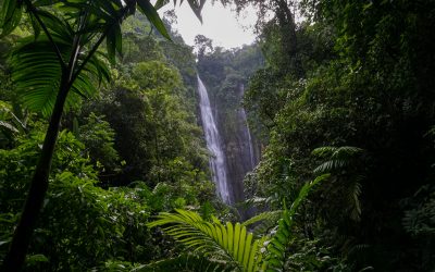 Rencontre : Les sons de la nature