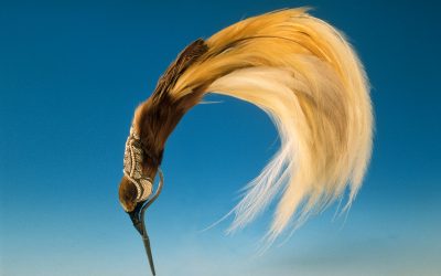 Plumes du paradis. Voyages d&rsquo;un oiseau extraordinaire de Nouvelle-Guinée